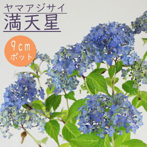 y\z}AWTC V ( ܂Ăڂ ) c RAWTC 9cm|bgc z  Ԗ؁y11{菇z