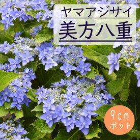 【予約】ヤマアジサイ 美方八重 ( みかたやえ ) 苗 山アジサイ 9cmポット苗 紫陽花 あじさい 花木【12月中旬より順次発送】