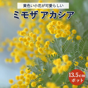 AJVA c ~U AJVA ~UA c 13.5cm|bg V{c[ K[fjO | Ԗ  c
