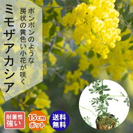 【10月下旬より発送・早割】アカシア 苗木 ミモザ アカシア 15cmポット ミモザ鉢植え シンボルツリー ガ…