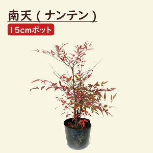 ie c V c 15cm|bg c K[fjO | 