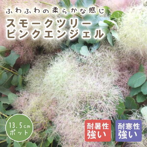 X[Nc[ X[N c[ c sNGWF 13.5cm|bg Ԗ c K[fjO  ӂӂ | ̖ ӂ t@[  F̖