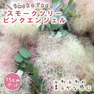 スモークツリー スモーク ツリー 苗木 ピンクエンジェル 15cmポット 花木 苗 ガーデニング 庭木 ふわふわ 園芸 煙の木 ふわもこ ファー 可愛い 白熊の木