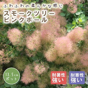 スモークツリー スモーク ツリー 苗木 ピンクボール 13.5cmポット 花木 苗 ガーデニング 庭木 ふわふわ 園芸 煙の木 ふわもこ ファー 可愛い 白熊の木