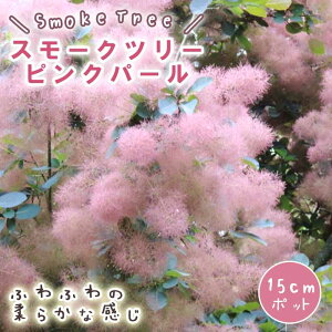 X[Nc[ X[N c[ c sNp[ 15cm|bg Ԗ c K[fjO  ӂӂ | ̖ ӂ t@[  F̖