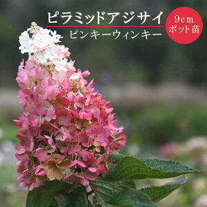 y\EzmEcM sL[EBL[ 9cm|bg c s~bh AWTC pjL[^ Vu Ϗ ϊ ؁y11{菇z