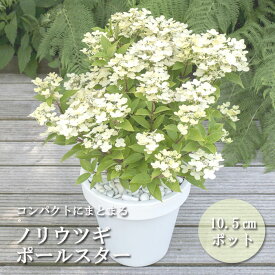 花木苗 ノリウツギ ポールスター 10.5cmポット ガーデニング お庭作り 苗 花 PVP