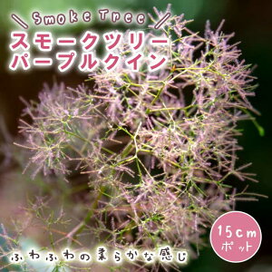 X[Nc[ X[N c[ c p[vNC 15cm|bg Ԗ c K[fjO  ӂӂ | ̖ ӂ t@[  F̖