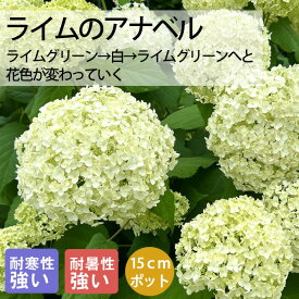 アジサイ アナベル 苗 ライムのアナベル 15cmポット大苗 （登録品種） 紫陽花 苗木 庭木 花木 日陰落葉低木 耐寒性 耐暑性 生育旺盛