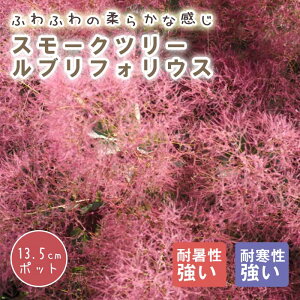 スモークツリー スモーク ツリー 苗木 ルブリフォリウス 13.5cmポット 花木 苗 ガーデニング 庭木 ふわふわ 園芸 煙の木 ふわもこ ファー 可愛い 白熊の木