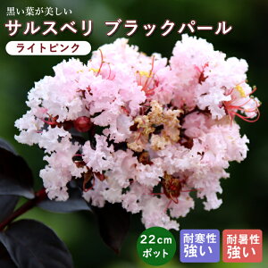 TXx c ubNp[ 22cm|bg c K[fjO | Ԗ  Sg