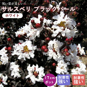 �T���X�x�� �c�� �u���b�N�p�[�� 17cm�|�b�g �c �K�[�f�j���O ���| �Ԗ� ��� �S���g