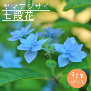 y\z}AWTC i (  ) c RAWTC 9cm|bgc z  Ԗ؁y11{菇z