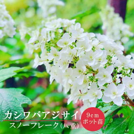 【予約】カシワバアジサイ スノーフレーク 9cmポット 苗 八重咲き アジサイ 白 シュラブ 落葉 低木 庭木 耐暑性 耐寒性【12月中旬より順次発送】