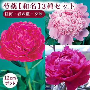 y\Ez䉖 a 3iZbgyǵEt̏ρE[fz12cm|bg Ⴍ₭ VNN K[fjO h y10{菇z