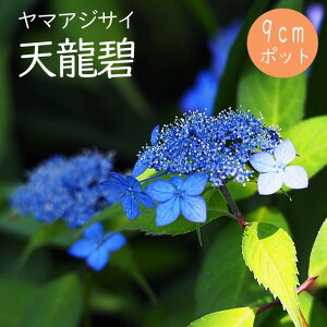 y\z}AWTC V ( Ăイ݂ǂ ) c RAWTC 9cm|bgc z  Ԗ؁y11{菇z