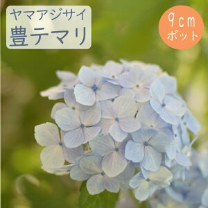 y\z}AWTC Le} ( ƂĂ܂ ) c RAWTC 9cm|bgc z  Ԗ؁y11{菇z