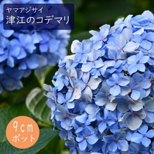 y\z}AWTC Í]̃Rf} ( ̂ł܂ ) c RAWTC 9cm|bgc z  Ԗ؁y11{菇z