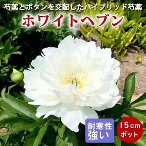 y\Ez䉖 c CgEnCubh zCgwu 15cm|bgc Ⴍ₭ VNN K[fjO hy10{菇z