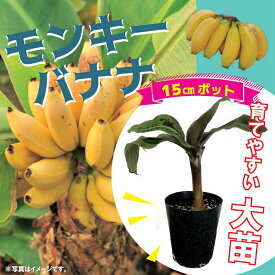 モンキーバナナ 苗 15cmポット大苗 草丈低くても結実 観葉植物としても バナナ メリクロン ベランダ栽培 トロピカル 送料無料