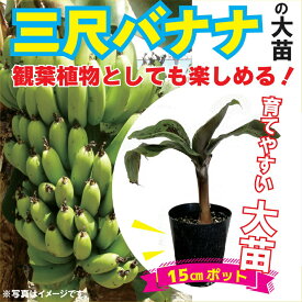 三尺バナナ 苗 15cmポット 大苗 草丈低くても結実 バナナ トロピカル フルーツ 観葉植物 果樹苗 ベランダ栽培 バナナ 送料無料