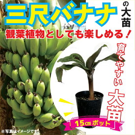 【予約・早割】三尺バナナ 苗 15cmポット 大苗 草丈低くても結実 バナナ トロピカル フルーツ 観葉植物 果樹苗 ベランダ栽培 バナナ 送料無料 5月中旬より順次発送