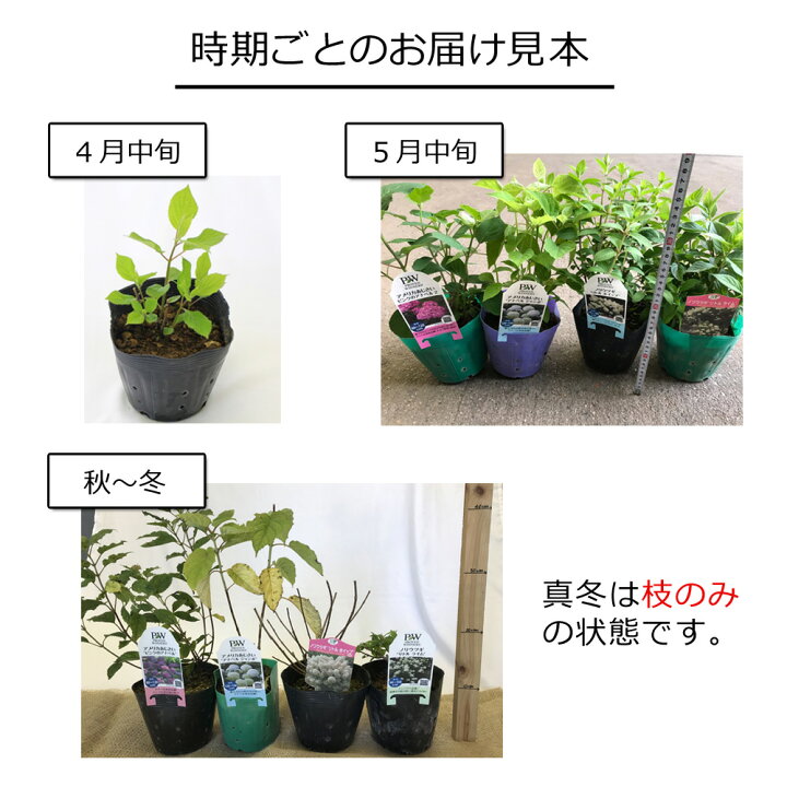 楽天市場 予約商品 早割価格 アジサイ アナベル 苗 ピンクのアナベル15cmポット大苗 登録品種 10月中旬より順次発送 紫陽花 品種 苗木 庭木 植木 花木 落葉樹 低木 日陰落葉低木 耐寒性 耐暑性 生育旺盛 植えっぱなしok 丈夫 育てやすい 花の大和 楽天市場店 楽天市場 予約商品 早割価格 アジサイ アナベル 苗 ピンクのアナベル15cmポット大苗 登録品種 10月中旬より順次発送 紫陽花 品種 苗木 庭木 植木 花木 落葉樹 低木 日陰落葉低木 耐寒性 耐暑性 生育旺盛 植えっぱなしok 丈夫 育てやすい 花の大和 楽天市場店
