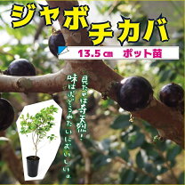 楽天市場】ジャボチカバ苗の通販