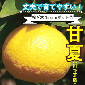 ミカン 苗木 甘夏 川野夏橙 15cmポット 接木 柑橘 柑橘苗 自家結実性 ガーデニング 園芸 送料無料 2年生苗