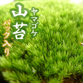 楽天市場 山苔の通販 楽天市場 山苔の通販