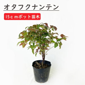 I^tNie c 15cm|bg c K[fjO |  ie V