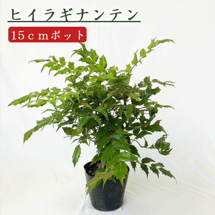 243 南天の苗木 珍しい 243 南天の苗木 珍しい