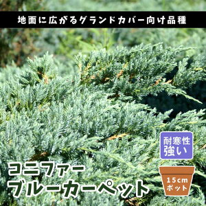 Rjt@[ u[J[ybg 15cm|bg c  _ ΐjt _ Ԓd m OhJo[ ʐA 