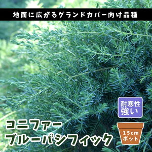 Rjt@[ u[pVtBbN 15cm|bg c  _ ΐjt _ Ԓd m OhJo[ ʐA 