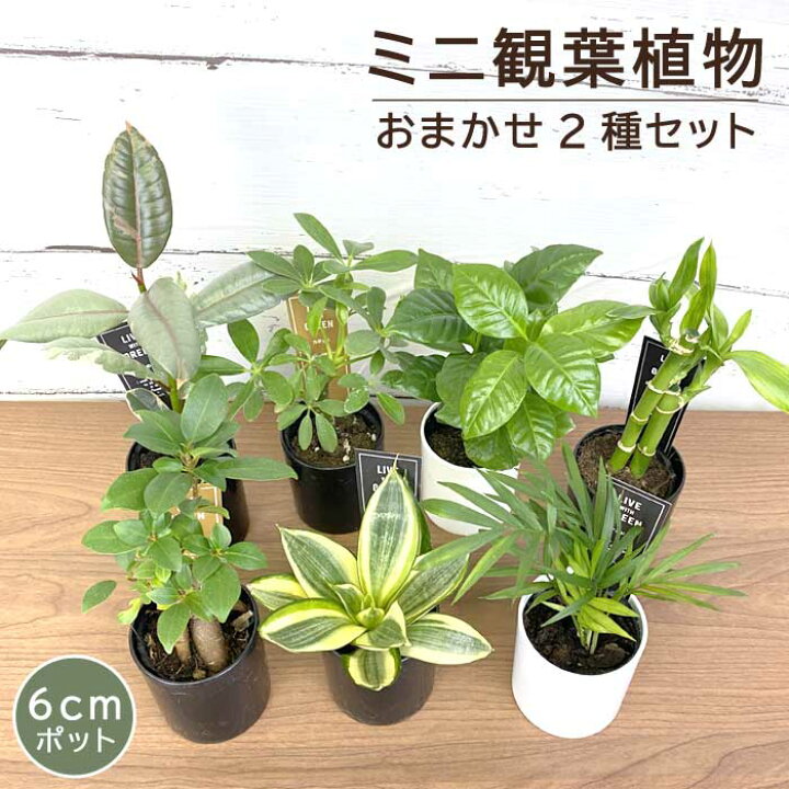 楽天市場】観葉植物 おまかせ 2種セット 6cmポット ミニサイズ プラ 