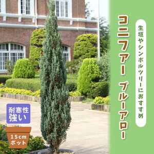 Rjt@[ u[A[ 15cm|bg c  V{c[ _ ΐjt 񂹐A m ʐA