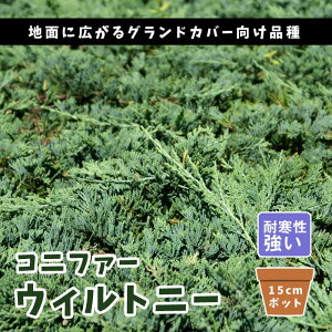 Rjt@[ EBgj[ 15cm|bg c  _ ΐjt _ Ԓd m OhJo[ ʐA 