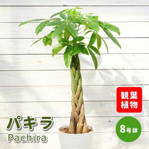 パキラ 8号鉢 観葉植物 インテリア 玄関 リビング オシャレ 初心者向き 育てやすい セラアート鉢 受け皿付き 送料無料