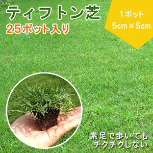 �e�B�t�g�� �Ő� �c 1�g���[ 25�|�b�g���� (1�|�b�g 5cm×5cm) �h�b�O���� �G���΍� �S���t�� ���Z�� �� �K�[�f�j���O �g�n�^���m�� �� �V�R�� ��25���ĕ�