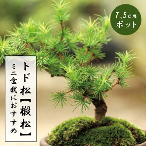 gh ( ̏ ) c 7.5cm|bg ۖ~ ~j~ ΐjt R쑐 񂹐A gh}c Ƃǂ܂  }c