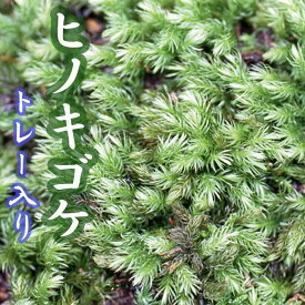 ヒノキゴケ 55×35cm トレー入り 苔 コケ ひのき こけ 苔テラリウム 盆栽 テラリウム アクアリウム 苔玉 園芸 庭園 インテリア イタチのシッポ いたちのしっぽ