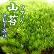 ヤマゴケ 山苔 55×35cmトレー入り 苔 コケ こけ 苔テラリウム 盆栽 テラリウム アクアリウム 苔玉 和風 …