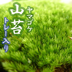 ヤマゴケ 山苔 55×35cmトレー入り 苔 コケ こけ 苔テラリウム 盆栽 テラリウム アクアリウム 苔玉 和風 庭園 コケリウム ホソバオキナゴケ マンジュウゴケ