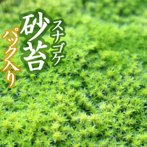 XiSP  18×11cmpbN  RP  ۃeE ~ eE ANAE lC ۋ | 뉀 CeA