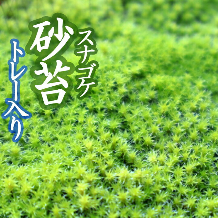 楽天市場】スナゴケ 砂苔 55×35cmトレー入り 苔 コケ こけ 苔 