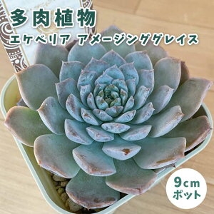 A GPxA A[WOOCX 9cm|bg c [b^ S Ă₷ ɋ ϗtA TLg XyV ZNg x