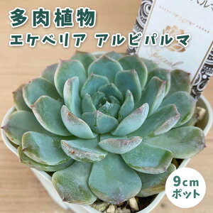 A GPxA Arp} 9cm|bg c [b^ S Ă₷ ɋ ϗtA N TLg XyV ZNg x