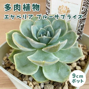 A GPxA u[TvCY 9cm|bg c [b^ S Ă₷ ɋ ϗtA N XyV ZNg x