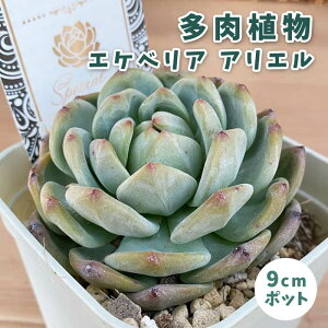 A GPxA AG 9cm|bg c [b^ S Ă₷ ɋ ϗtA N TLg XyV ZNg x