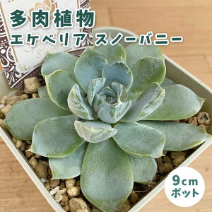 A GPxA Xm[oj[ 9cm|bg c [b^ S Ă₷ ɋ ϗtA N TLg XyV ZNg x